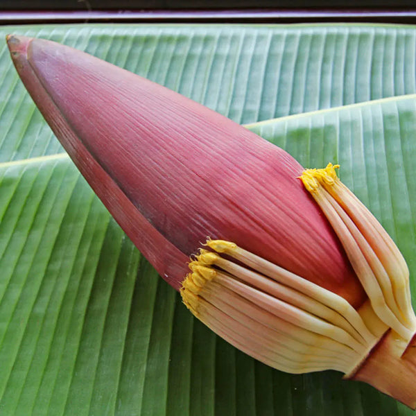Bananenblüte