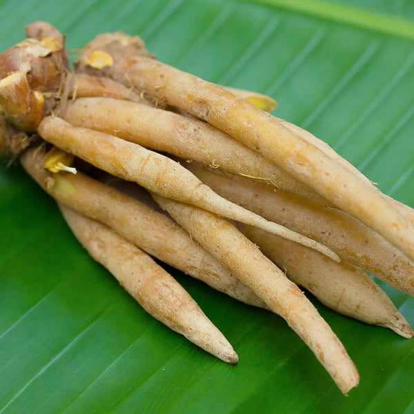 Krachai (auch Fingerwurz)