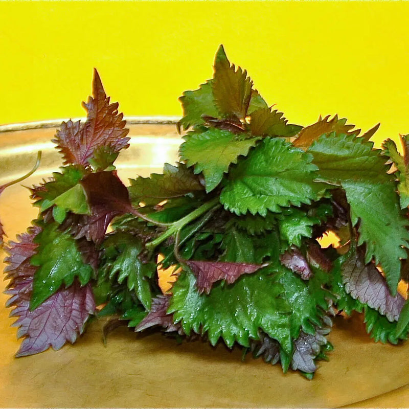 Bild von Shiso: Grüne & Rote Perilla