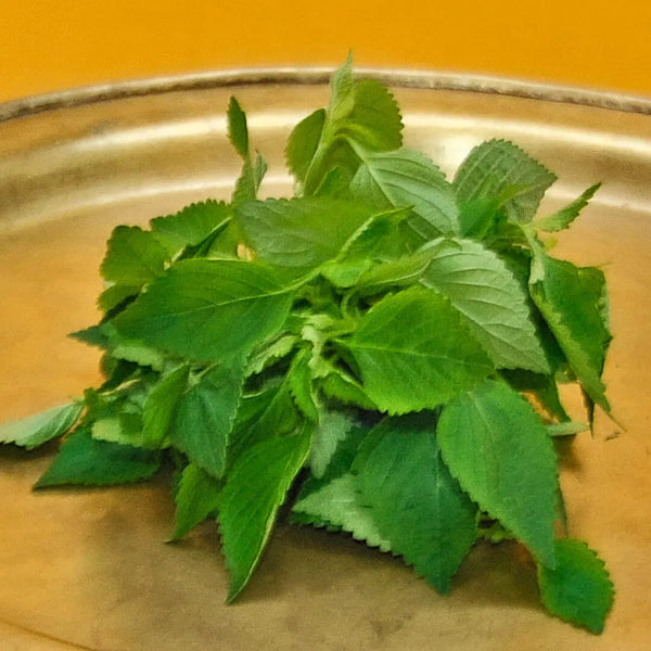 Vietnamesische Melisse (Elsholtzia ciliata)