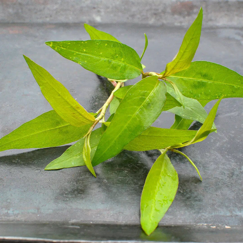 Bild von Vietnamesischer Koriander (Persicaria odorata)